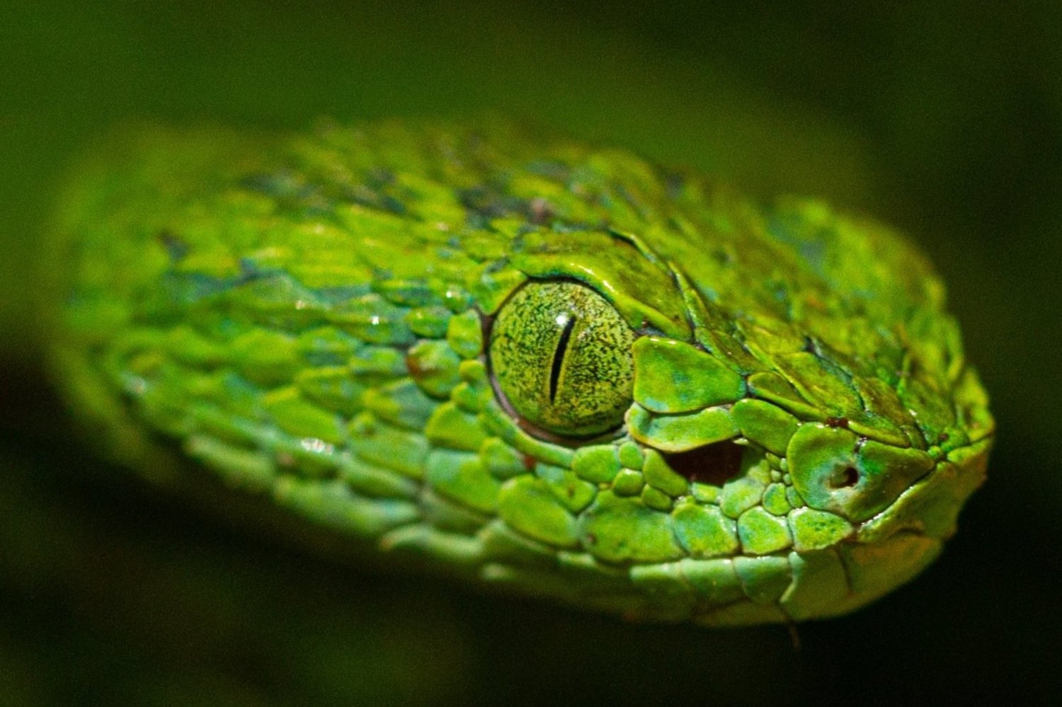 Photo of snake